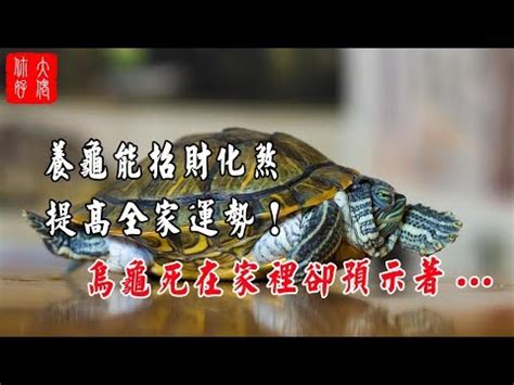 烏龜代表什麼意思|海龜的象徵意義